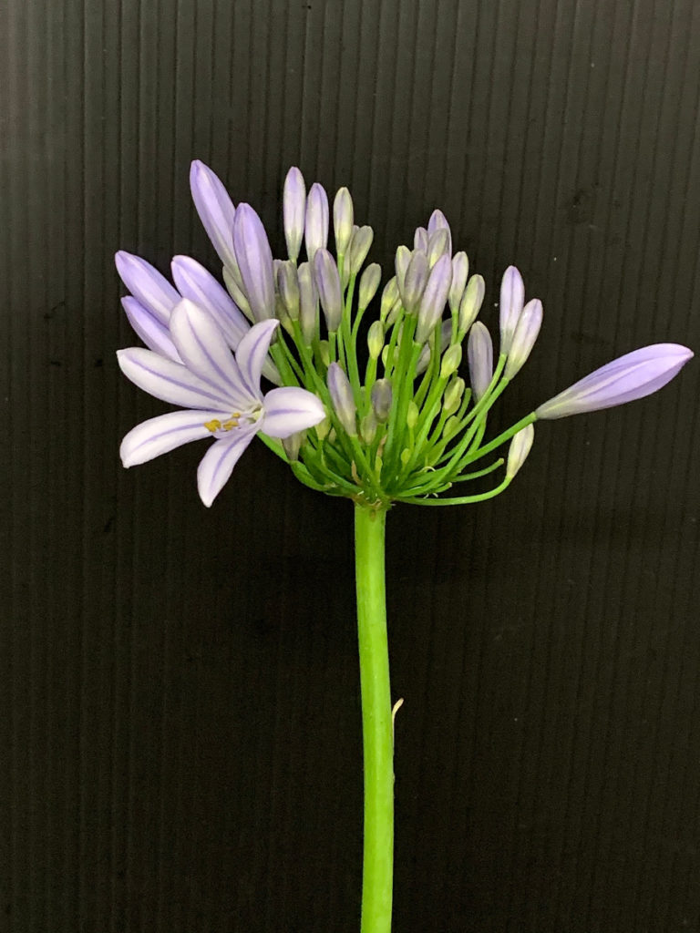 kota_agapanthus_purple_agapann