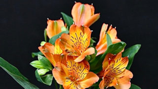 KOTA Photo アルストロメリア オレンジ | 九州大田花き