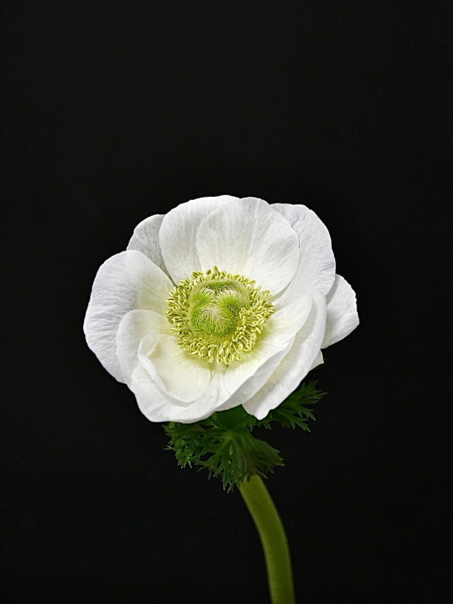 kota_anemone_white_misutorarup