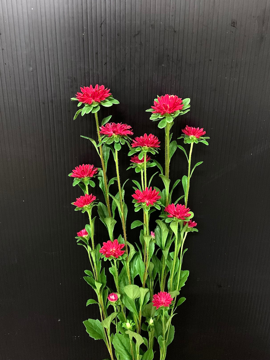 Kota Photo アスター 赤 九州大田花き