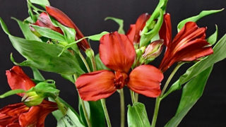 KOTA Photo アルストロメリア 赤 | 九州大田花き