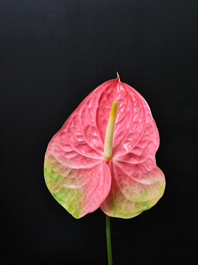 kota_anthurium_pink_sulitoroji