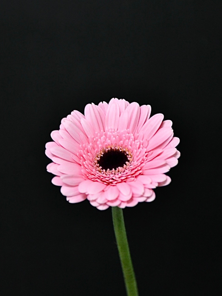 kota_gerbera_pink_evatonn03.jpeg