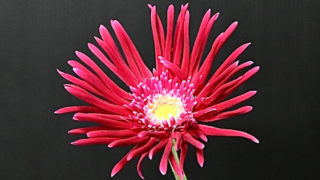 ஐガーベラஐページ！ kota_gerbera_purple_pasutababu