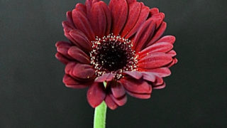 ஐガーベラஐページ！ ガーベラ-花しらべ-花図鑑