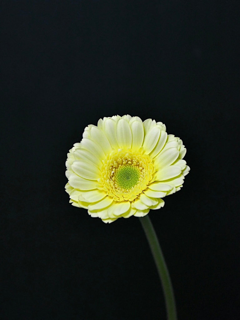 KOTA Photo ガーベラ 黄 | 九州大田花き