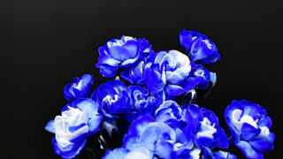 kota_spraycarnation_blue_someb