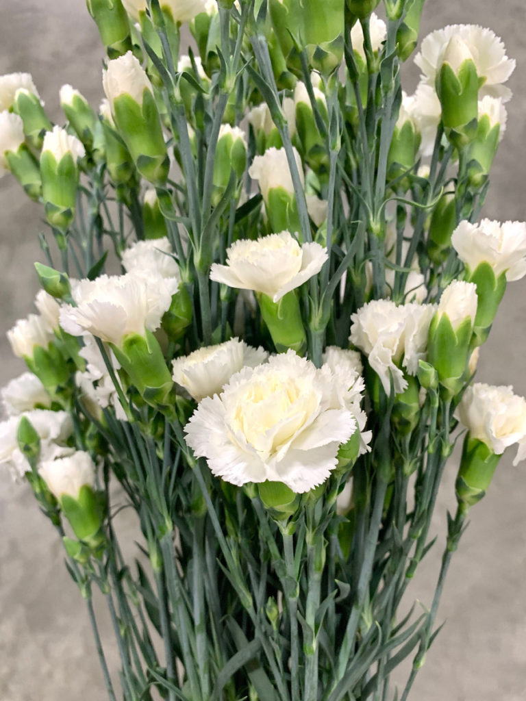 Amazon.co.jp: B2大 ポスター CARNATION CRIME カーネーション