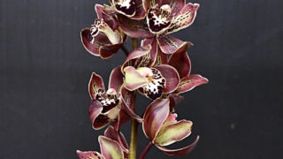 kota_cymbidium_brown_gatosyoko
