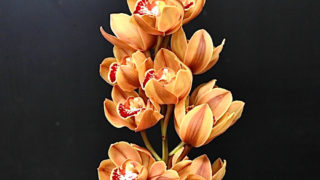 kota_cymbidium_orange_sisukoor