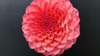 kota_dahlia_pink_namahagerabu0