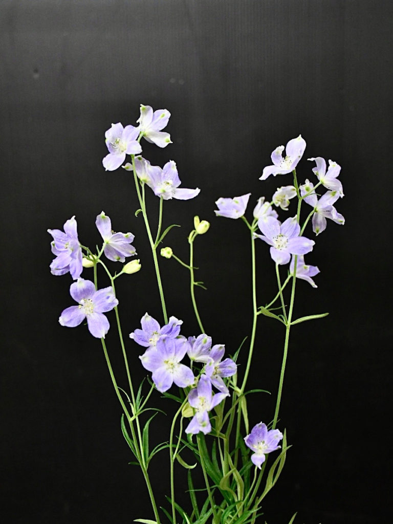 KOTA Photo デルフィニウム 紫 | 九州大田花き