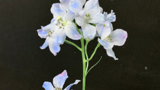 デルフィニウム 61TGkfnjzoL._AC_UF1000,