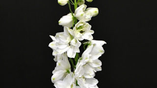 デルフィニウム kota_delphinium_white_arieruho
