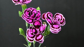 kota_dianthus_bicolor_toropikk