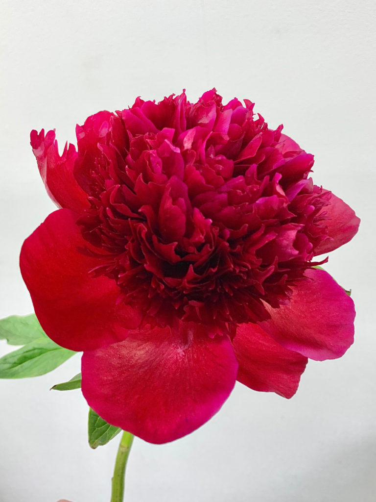 牡丹　水彩画　赤のシャクヤク 牡丹 水彩画 赤のシャクヤク