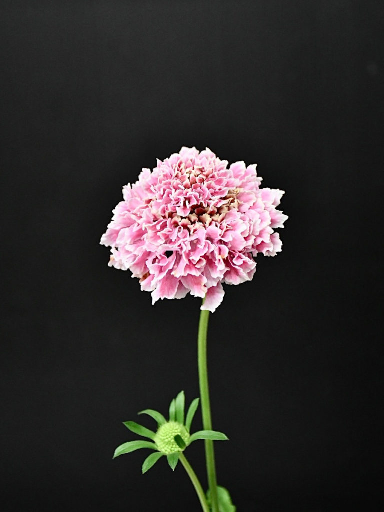 KOTA Photo スカビオサ ピンク | 九州大田花き