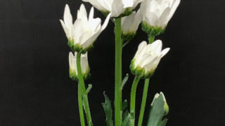 kota_spraymum_white_sirubia02-