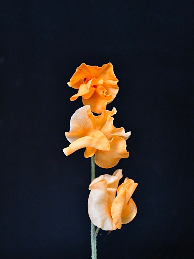 kota_sweetpea_orange_suitopior