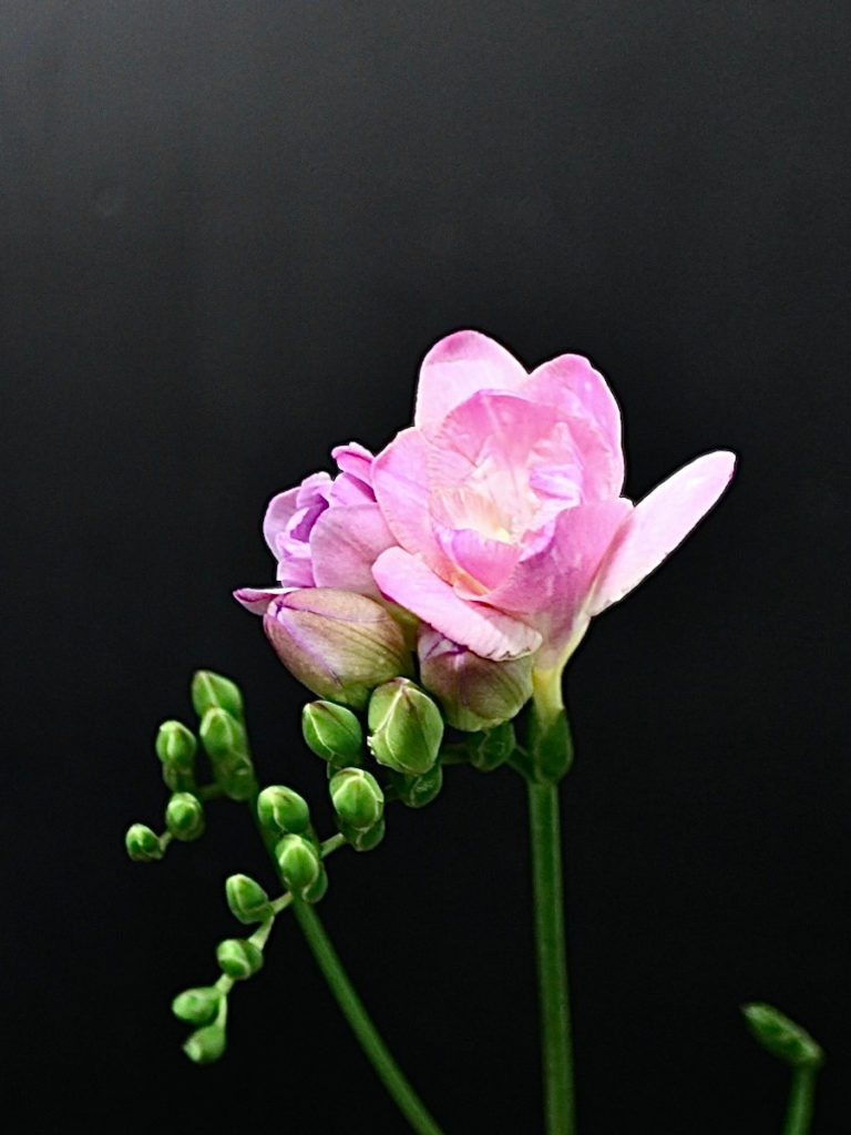 現代アート　オオヤサヤカ　Pink×Pink　ピクン×ピンク　コラージュアート 現代アート オオヤサヤカ Pink×Pink ピクン×ピンク コラージュアート