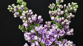 kota_lilac_purple_dakukosuta03