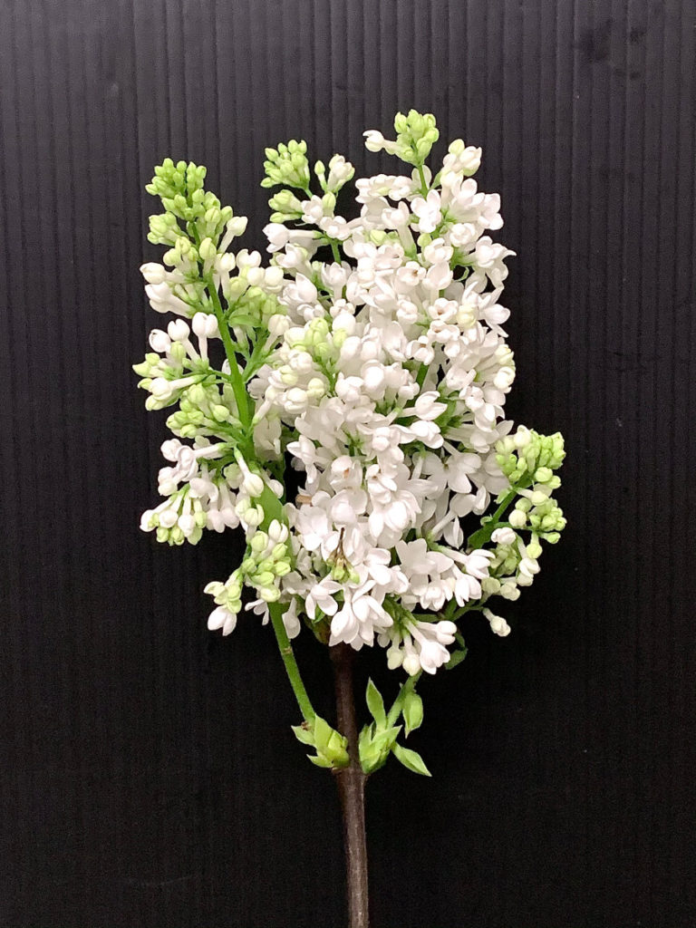 ライラック/白花【現品発送】管理70909 ライラック/白花【現品発送】管理70909 ライラック/白花【現品発送