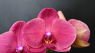kota_phalaenopsis_red_yuuhi03- kota_phalaenopsis_red_yuuhi03-