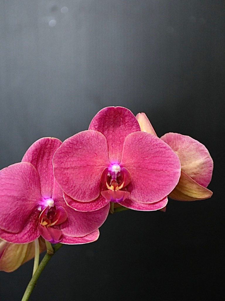 kota_phalaenopsis_red_yuuhi03- kota_phalaenopsis_red_yuuhi03-
