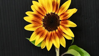 その他 himawari プロカット・バイカラーDMR（ヒマワリ）の種 *F1 - マルシェ青空