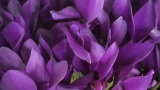 KOTA Photo シクラメン（鉢） 紫 | 九州大田花き