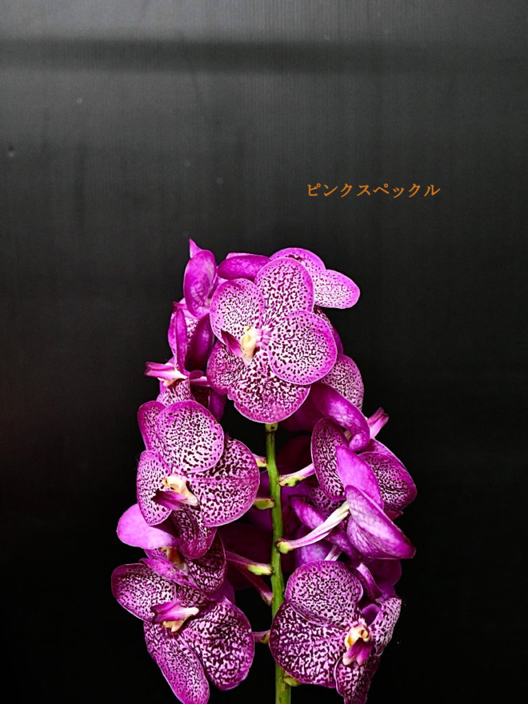 特大 バンダ jonior scott pink 洋ラン 蘭 ピンク 特大 バンダ jonior scott pink 洋ラン 蘭 ピンク