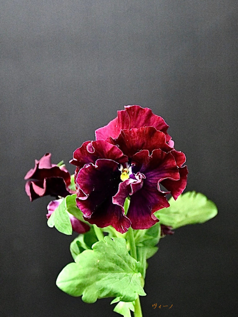 kota_violet_red_vi-no01-