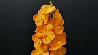 kota_orchid_orange_asukoorennj
