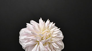 kota_dahlia_other_siruki-01-